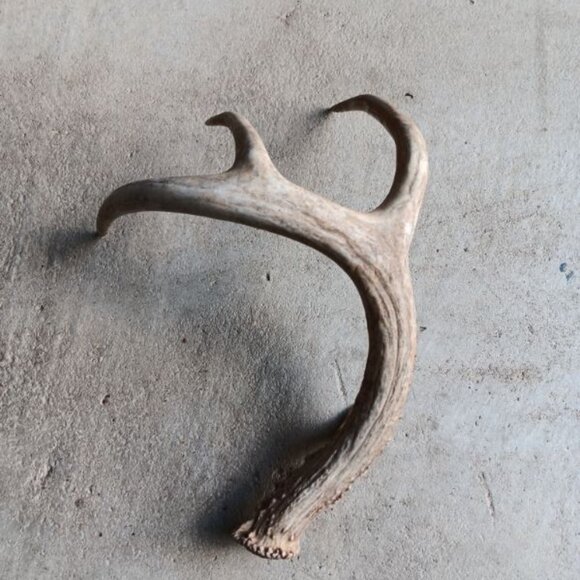 Deer Antler Sheds Texas Farmhouse Decor Point Nature Rustic Display Collection - Picture 3 of 3